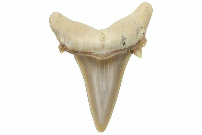 Mackerel Shark (Cretolamna) Tooth - Dakhla, Morocco #225291